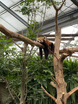 神戸どうぶつ王国に投稿された画像（2023/6/13）