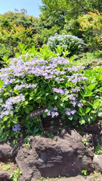 ニューヨークランプミュージアム＆フラワーガーデンに投稿された画像（2023/6/13）