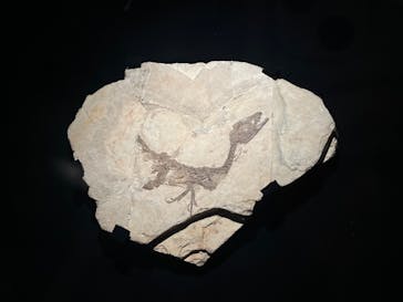 特別展「恐竜博2023」に投稿された画像（2023/6/13）