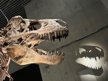 特別展「恐竜博2023」に投稿された画像（2023/6/13）