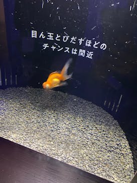 横浜開運水族館 フォーチュンアクアリウムに投稿された画像（2023/6/13）