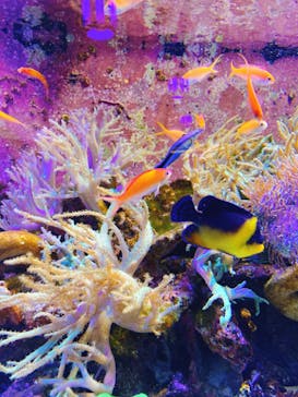 横浜開運水族館 フォーチュンアクアリウムに投稿された画像（2023/6/13）