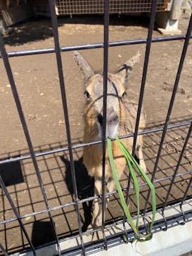 伊豆シャボテン動物公園に投稿された画像（2023/6/13）