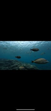 DIVING-SHOP SUNSに投稿された画像（2023/6/14）