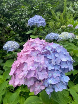 三溪園に投稿された画像（2023/6/14）