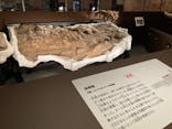 特別展「恐竜博2023」に投稿された画像（2023/6/14）