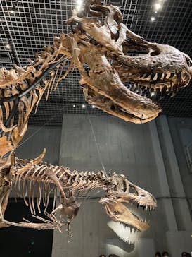特別展「恐竜博2023」に投稿された画像（2023/6/14）