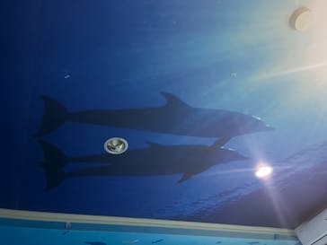 伊豆高原ダイビングスクール 渋谷店に投稿された画像（2023/6/14）