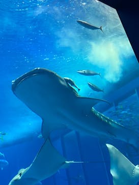 沖縄美ら海水族館に投稿された画像（2023/6/14）