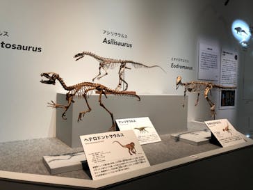 特別展「恐竜博2023」に投稿された画像（2023/6/14）