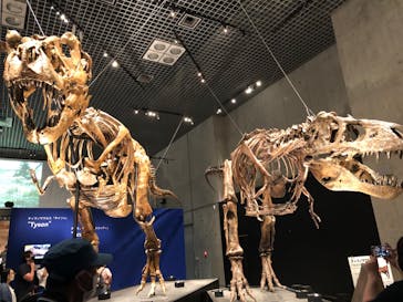 特別展「恐竜博2023」に投稿された画像（2023/6/14）