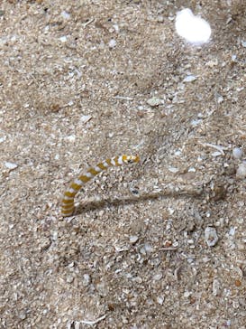 ゼロ距離水族館 伊勢シーパラダイスに投稿された画像（2023/6/14）