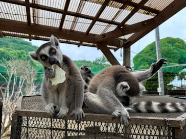 しろとり動物園に投稿された画像（2023/6/14）