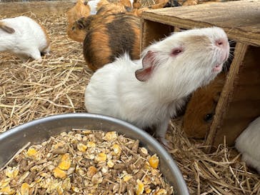 しろとり動物園に投稿された画像（2023/6/14）