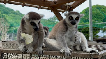 しろとり動物園に投稿された画像（2023/6/14）
