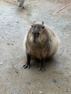 しろとり動物園に投稿された画像（2023/6/14）
