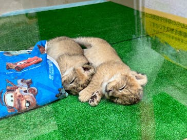 しろとり動物園に投稿された画像（2023/6/14）