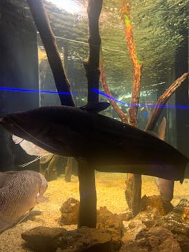 カワスイ 川崎⽔族館に投稿された画像（2023/6/14）