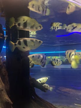 カワスイ 川崎⽔族館に投稿された画像（2023/6/14）