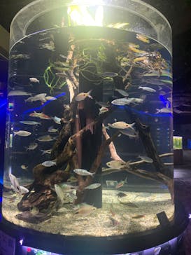 カワスイ 川崎⽔族館に投稿された画像（2023/6/14）
