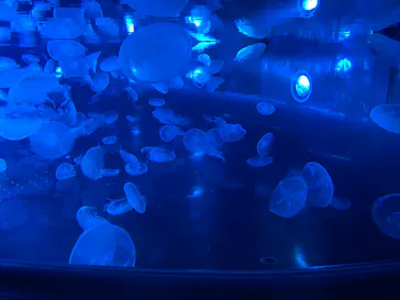 すみだ水族館に投稿された画像（2023/6/15）