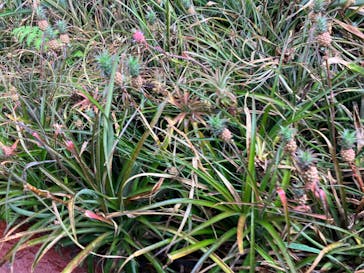 ナゴパイナップルパークに投稿された画像（2023/6/15）