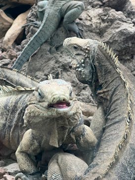 体感型動物園iZooに投稿された画像（2023/6/15）