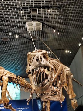 特別展「恐竜博2023」に投稿された画像（2023/6/15）