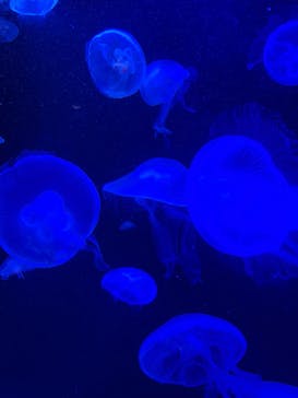 マリンワールド海の中道に投稿された画像（2023/6/15）