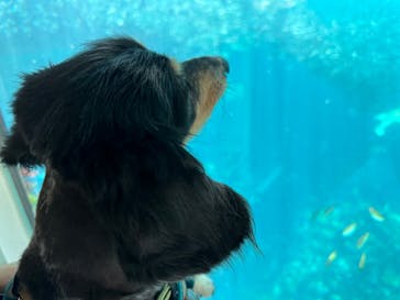 下田海中水族館に投稿された画像（2023/6/15）