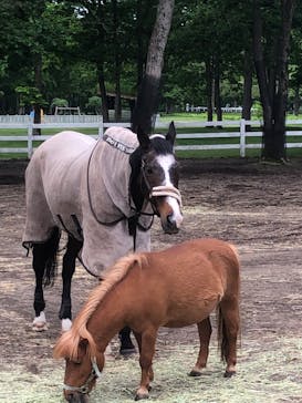 ノーザンホースパークに投稿された画像（2023/6/15）