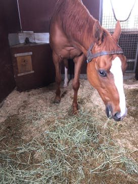 ノーザンホースパークに投稿された画像（2023/6/15）