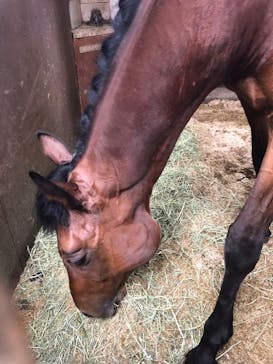 ノーザンホースパークに投稿された画像（2023/6/15）