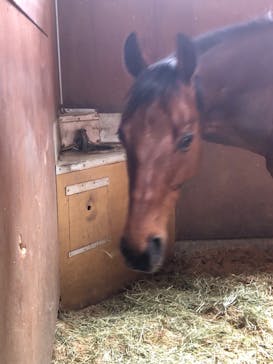 ノーザンホースパークに投稿された画像（2023/6/15）