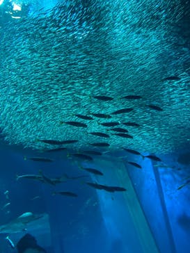 アクアワールド茨城県大洗水族館に投稿された画像（2023/6/16）