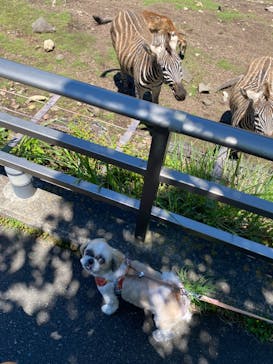 伊豆アニマルキングダムに投稿された画像（2023/6/16）