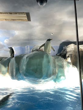 名古屋港水族館に投稿された画像（2023/6/16）