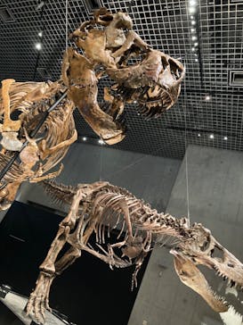 特別展「恐竜博2023」に投稿された画像（2023/6/16）