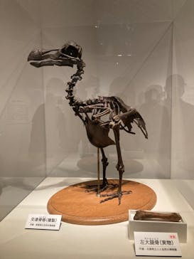 特別展「恐竜博2023」に投稿された画像（2023/6/16）