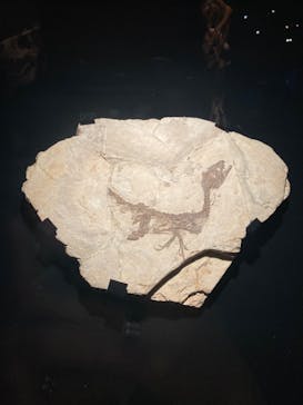 特別展「恐竜博2023」に投稿された画像（2023/6/16）