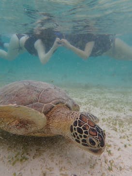 オースリーシュノーケル宮古島に投稿された画像（2023/6/16）