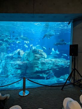 大分マリーンパレス水族館 「うみたまご」に投稿された画像（2023/6/16）