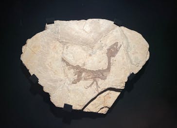 特別展「恐竜博2023」に投稿された画像（2023/6/16）