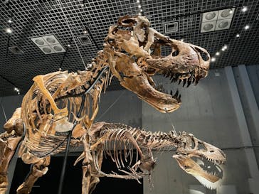 特別展「恐竜博2023」に投稿された画像（2023/6/16）