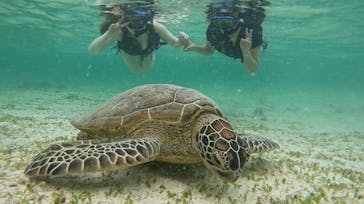 オースリーシュノーケル宮古島に投稿された画像（2023/6/16）