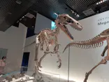 特別展「恐竜博2023」に投稿された画像（2023/6/16）