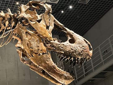 特別展「恐竜博2023」に投稿された画像（2023/6/16）