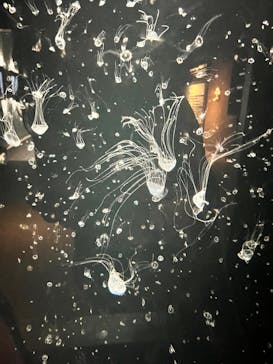 環境水族館アクアマリンふくしまに投稿された画像（2023/6/16）