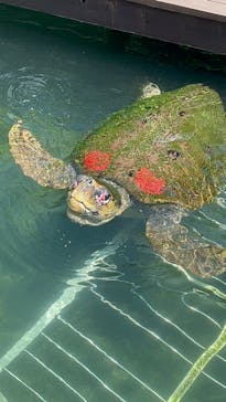 串本海中公園水族館に投稿された画像（2023/6/16）