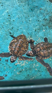 串本海中公園水族館に投稿された画像（2023/6/16）